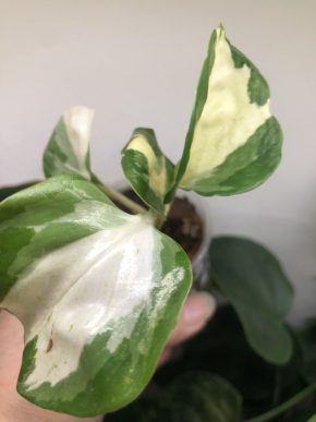 Epipremnum Manjula - rostlina