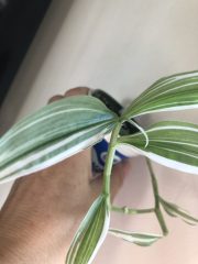 IMG_4398.jpeg