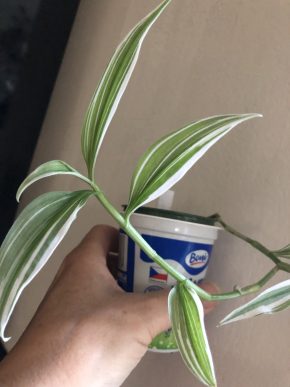 Tradescantia Aneilema variegata - čerstvý řizek( 1 kus)
