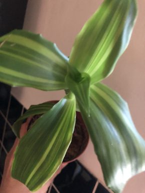 Tradescantia Melnikoff variegata - čerstvý řizek