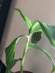 IMG_4440.jpeg