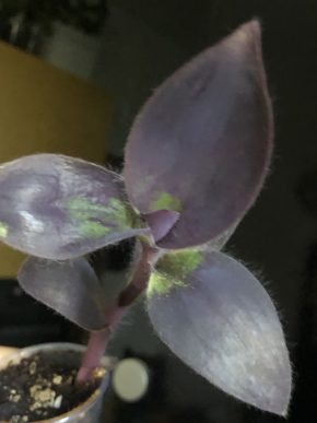 Tradescantia Pallida Purple Heart - baby rostlina
