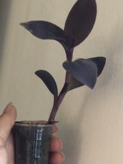 IMG_4445.jpeg