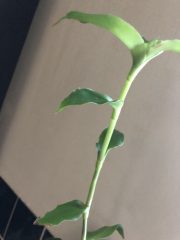 IMG_4447.jpeg