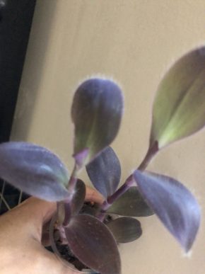 Tradescantia Pallida Purple Heart - mladá rostlina