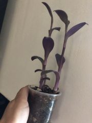 IMG_4441.jpeg