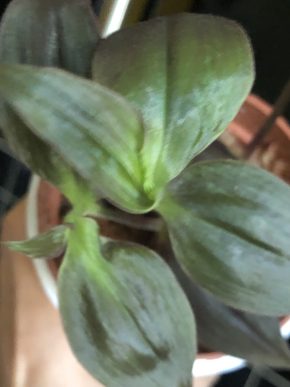 Tradescantia Purpusia - čerstvý řizek