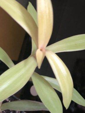 Tradescantia Lemon Sunset - čerstvý řizek