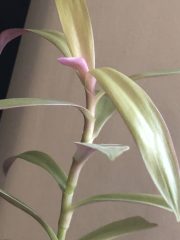 IMG_4455.jpeg