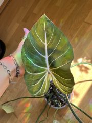 IMG_9421.jpeg