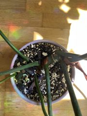 IMG_9419.jpeg
