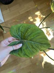 IMG_9424.jpeg