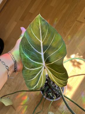Philodendron gloriosum - řízek (větší)