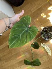 IMG_9425.jpeg