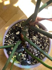 IMG_9428.jpeg