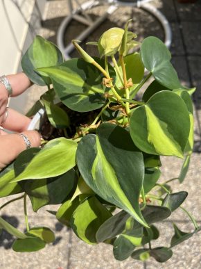Philodendron brazil - řízek