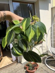 IMG_9414.jpeg