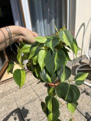 IMG_9413.jpeg