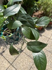 IMG_9417.jpeg