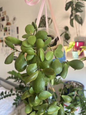 Hoya incurvula sulawesi - řízek