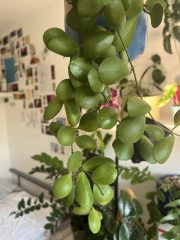 IMG_9456.jpeg