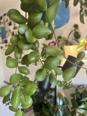 IMG_9455.jpeg