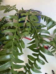 IMG_9438.jpeg
