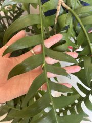IMG_9442.jpeg