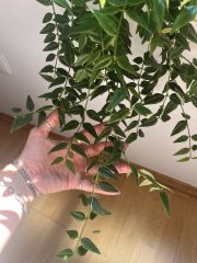 IMG_9436.jpeg