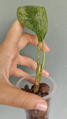 Aglaonema řízek Lemon mint