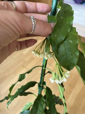 Hoya lockii - řízek