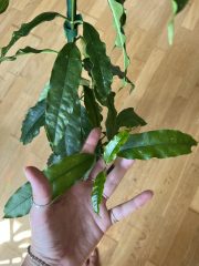 IMG_9472.jpeg