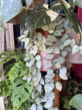 Hoya krohniana supersilver - baby
