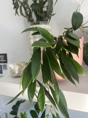 Hoya stoneana - řízek