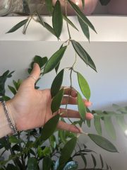 IMG_9450.jpeg