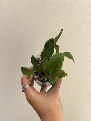 Hoya patricia - baby