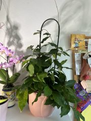 IMG_9475.jpeg
