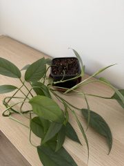 IMG_3371.jpeg