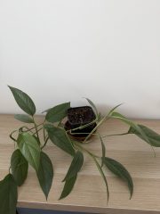 IMG_3370.jpeg