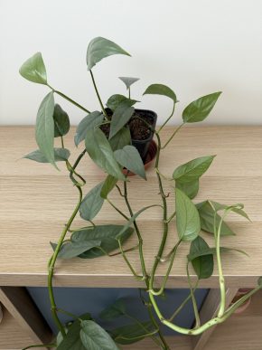 Epipremnum Cebu Blue 3