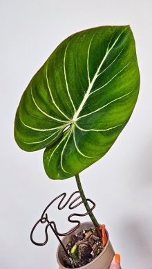 Philodendron gloriosum zebra