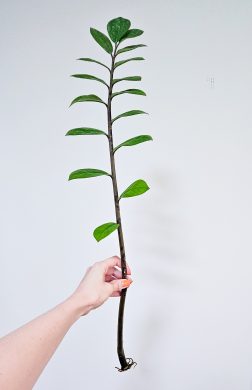 Zamioculcas zamiifoli