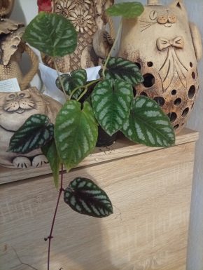 Cissus discolor
