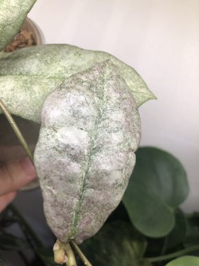 Hoya Mitrata Silver - čerstvý řizek ( dva listy )