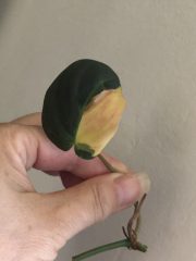 IMG_4466.jpeg