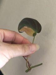 IMG_4467.jpeg