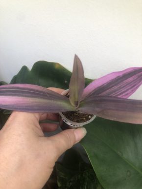 Tradescantia Pallida variegata - baby rostlina