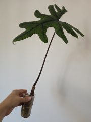 2273.jpg