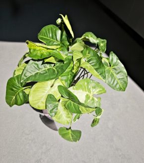 Syngonium 'Panda' velká rostlina