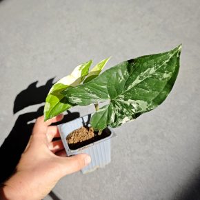 Syngonium 'Albo'